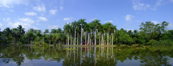 热带雨林，一部手机游云南，驴迹科技，<a href='http://www.lvji.cn'>智慧旅游</a>
